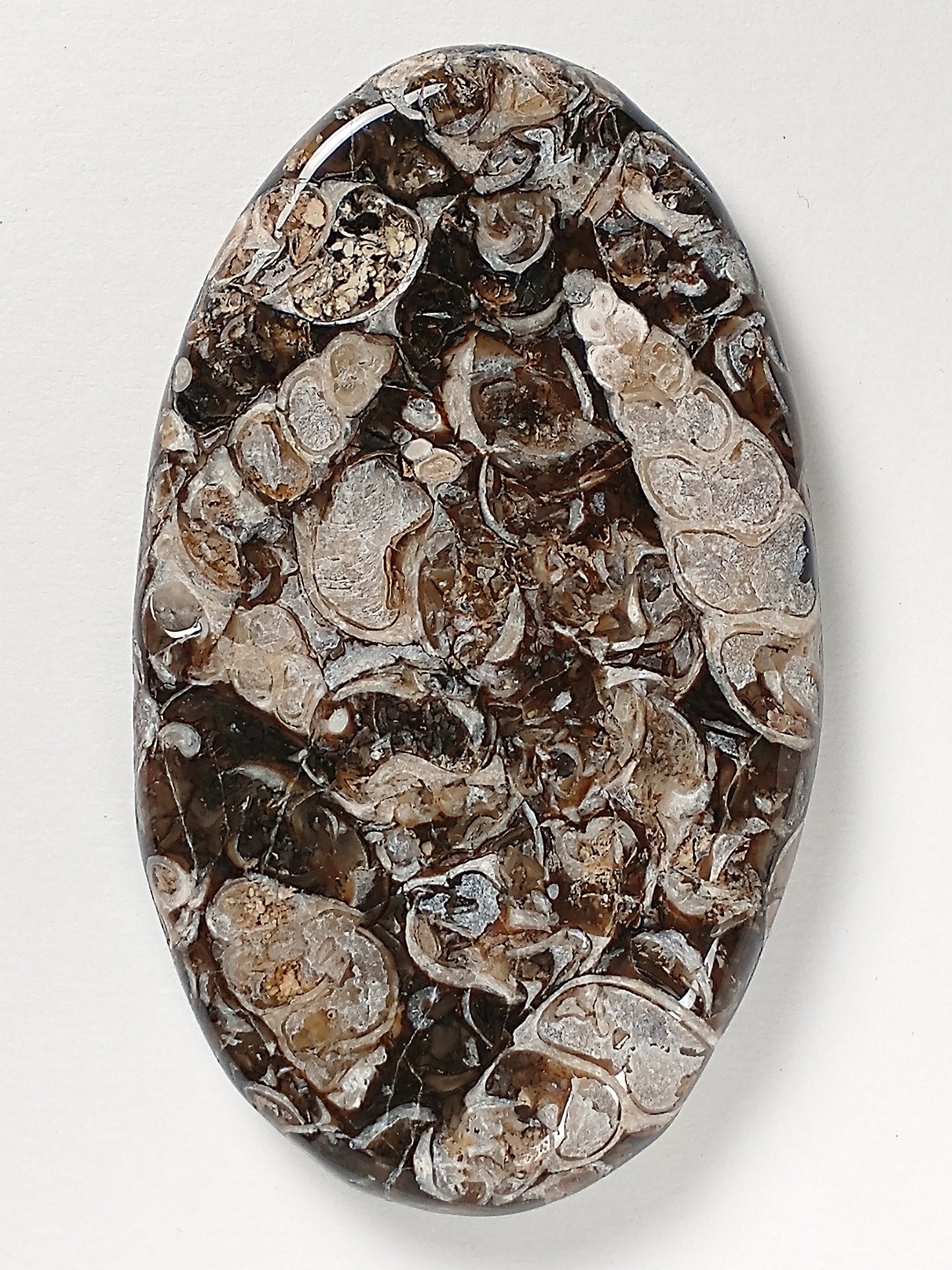 Turritella Agate Fossil Cabochon X Large