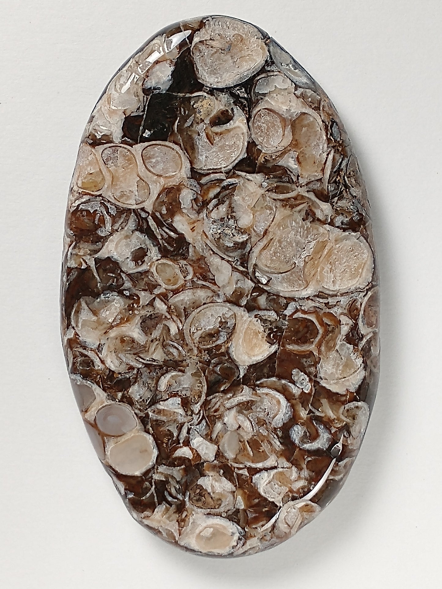 Turritella Agate Fossil Cabochon X Large