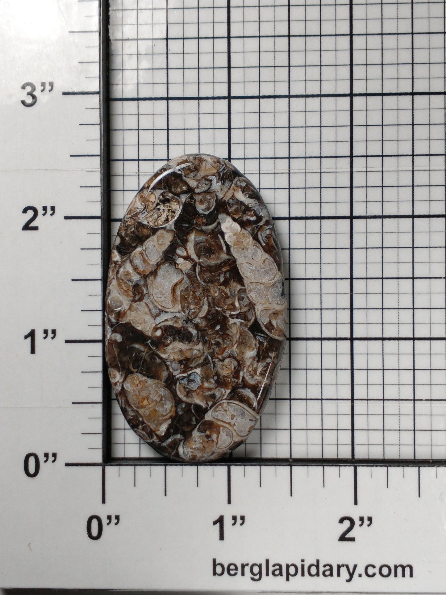 Turritella Agate Fossil Cabochon X Large