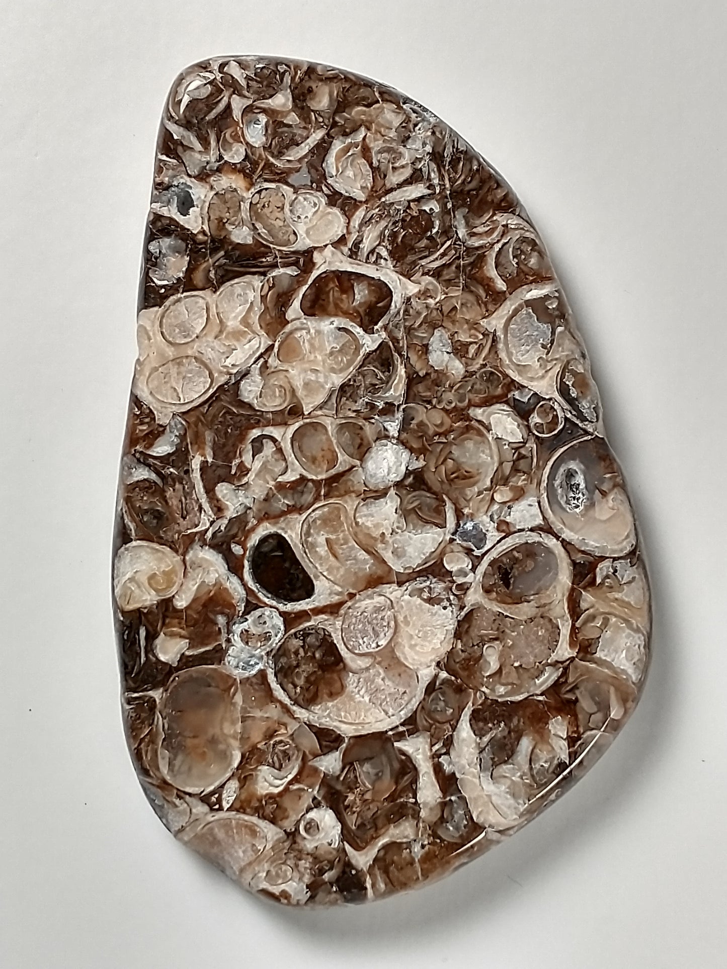 Turritella Agate Fossil Cabochon Large