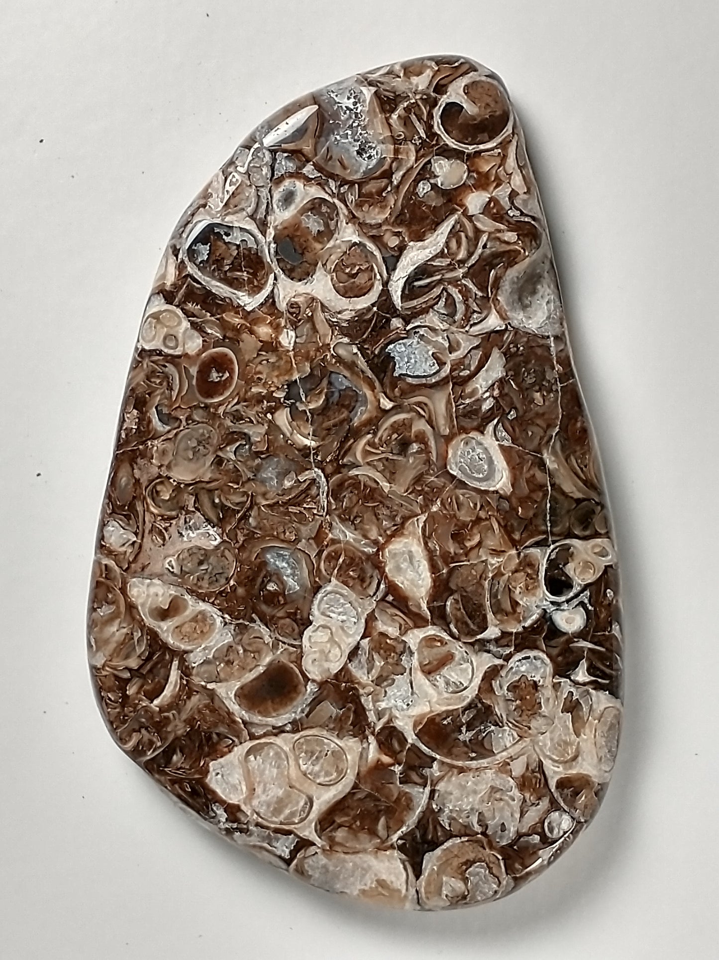 Turritella Agate Fossil Cabochon Large