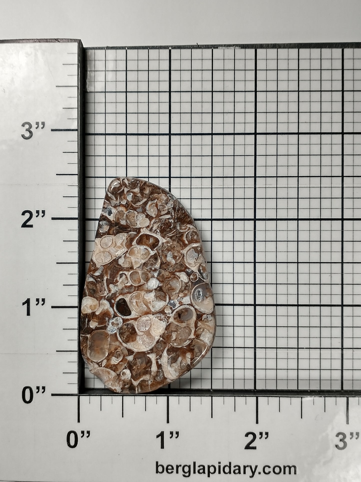 Turritella Agate Fossil Cabochon Large