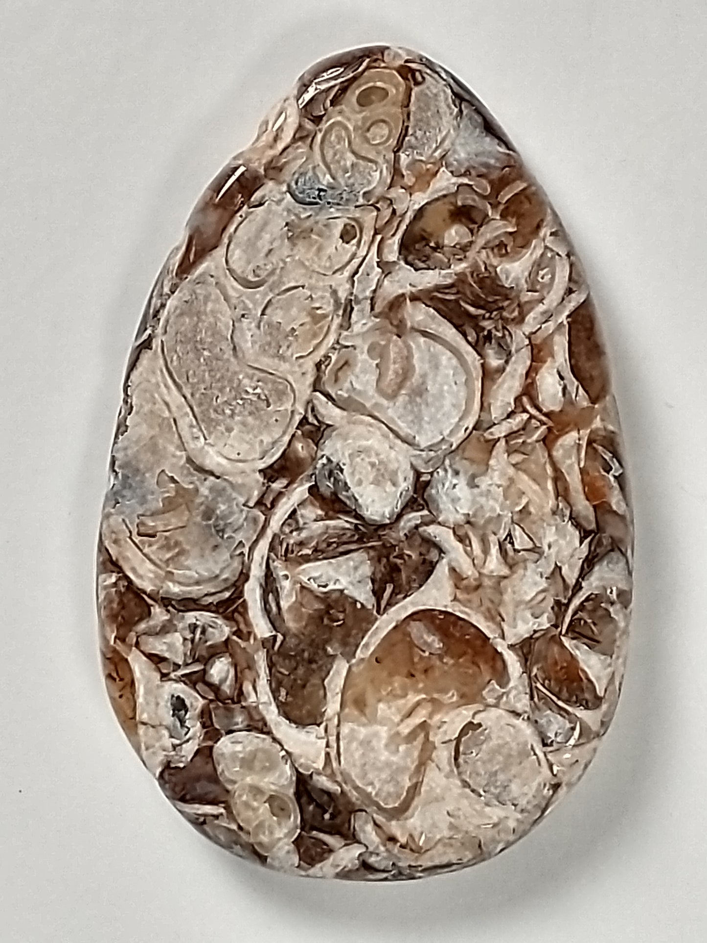 Turritella Agate Fossil Cabochon Small