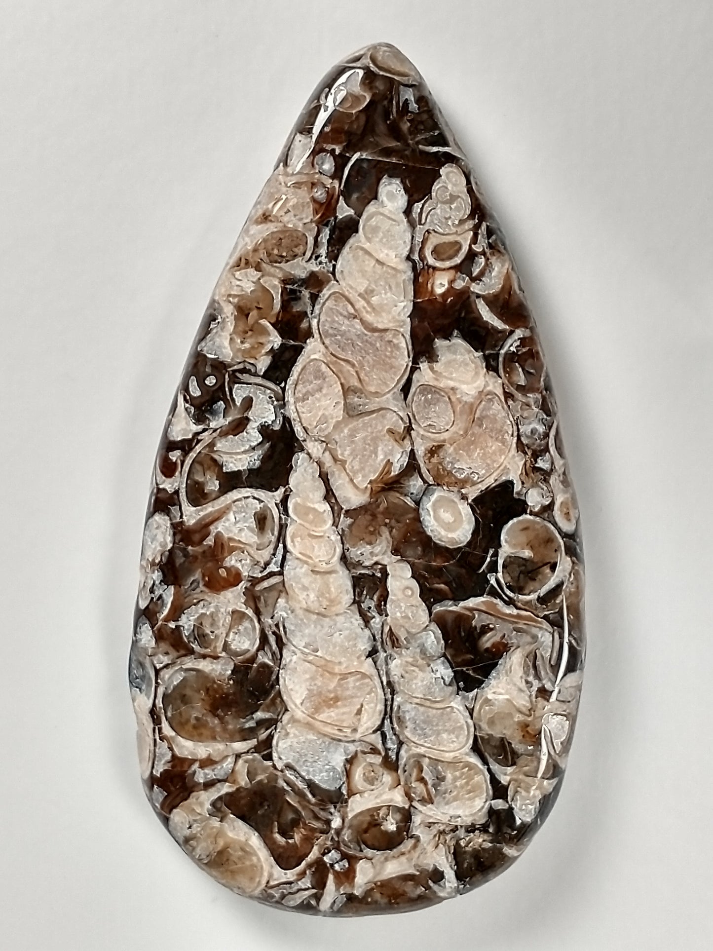 Turritella Agate Fossil Cabochon X Large
