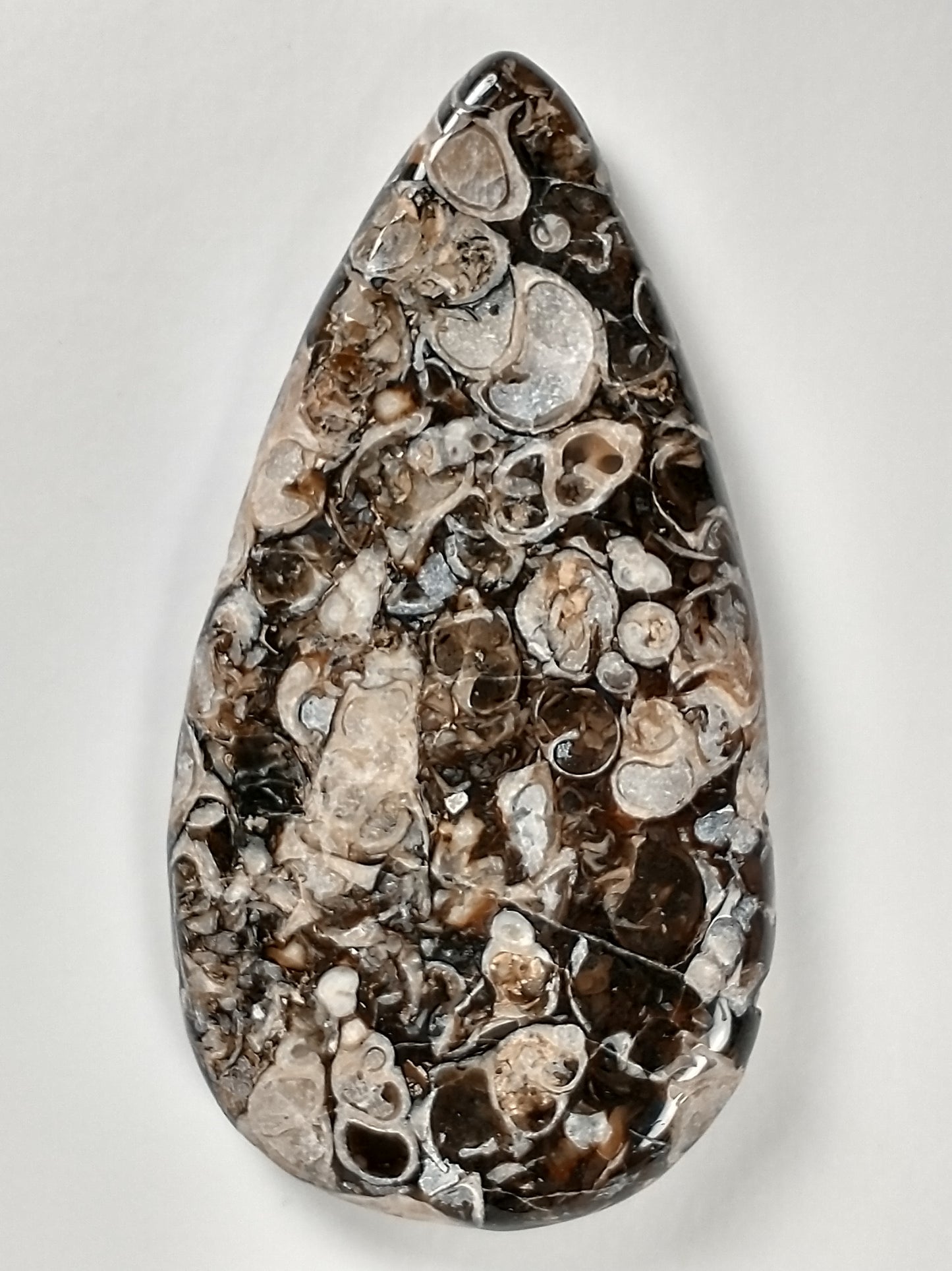 Turritella Agate Fossil Cabochon X Large