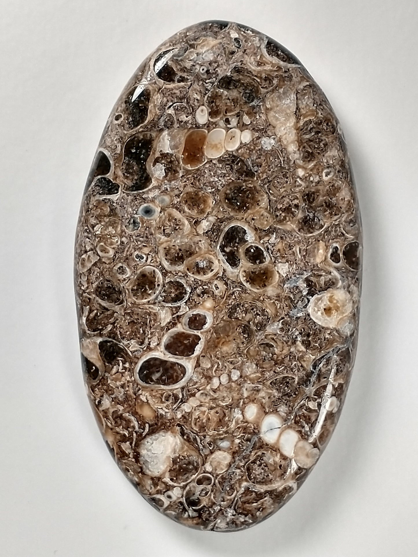 Turritella Agate Fossil Cabochon X Large