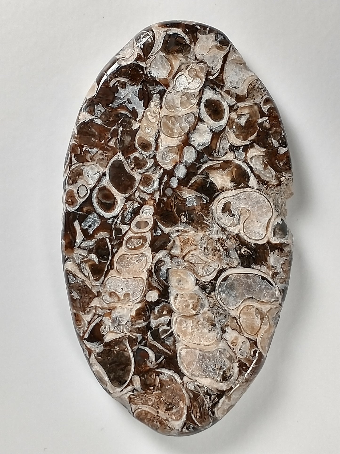 Turritella Agate Fossil Cabochon X Large
