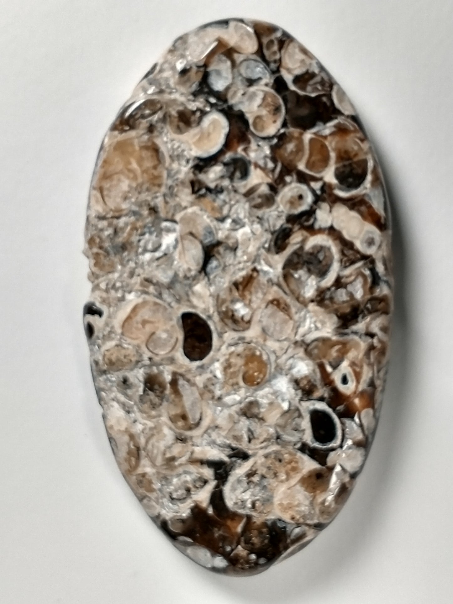 Turritella Agate Fossil Cabochon X Large