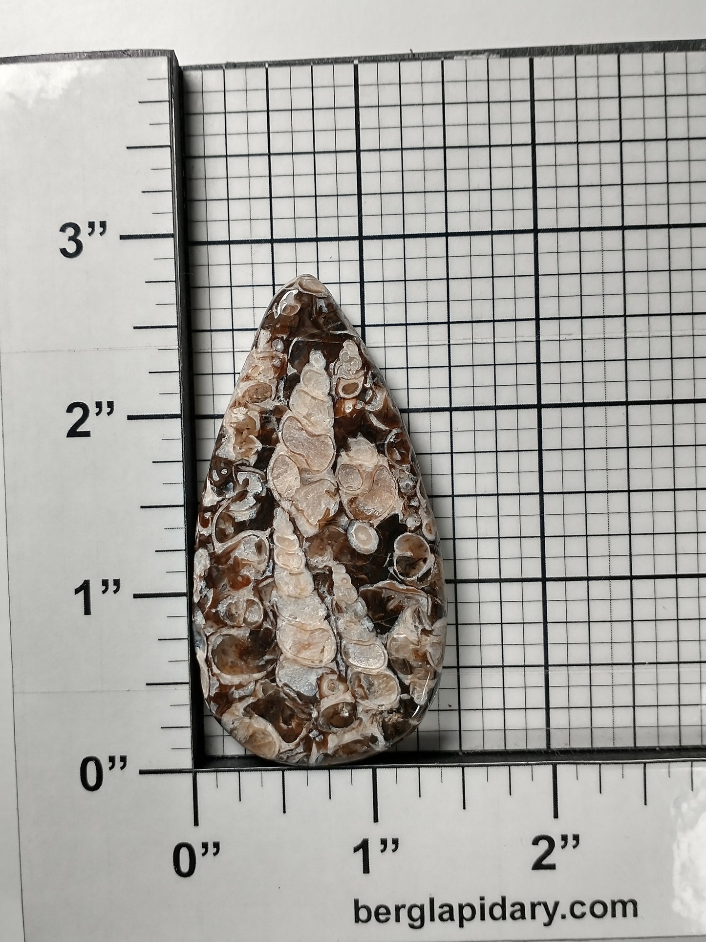 Turritella Agate Fossil Cabochon X Large