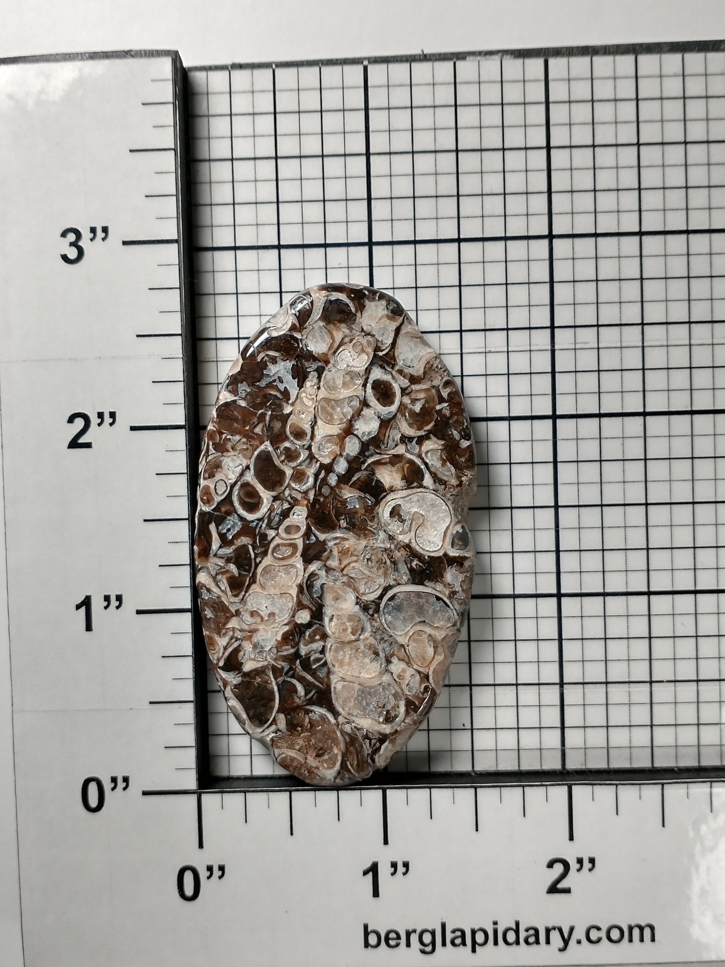 Turritella Agate Fossil Cabochon X Large