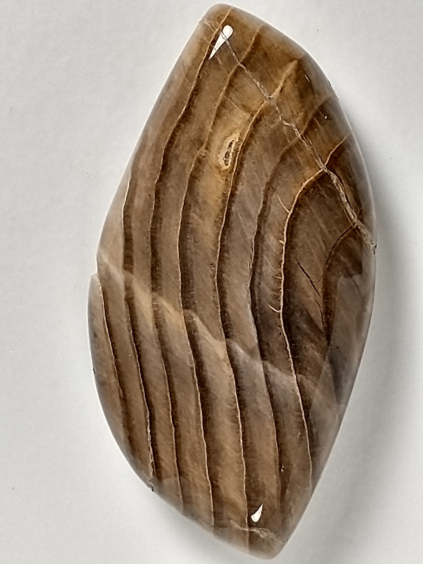 Petrified Wood Cabochon Medium
