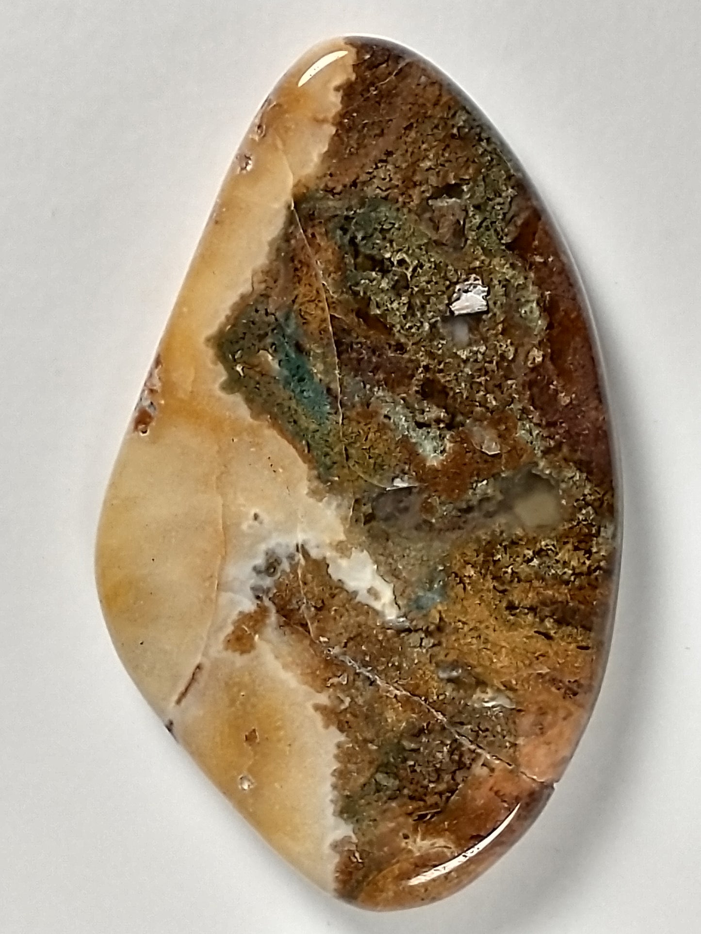 Petrified Wood Cabochon Medium