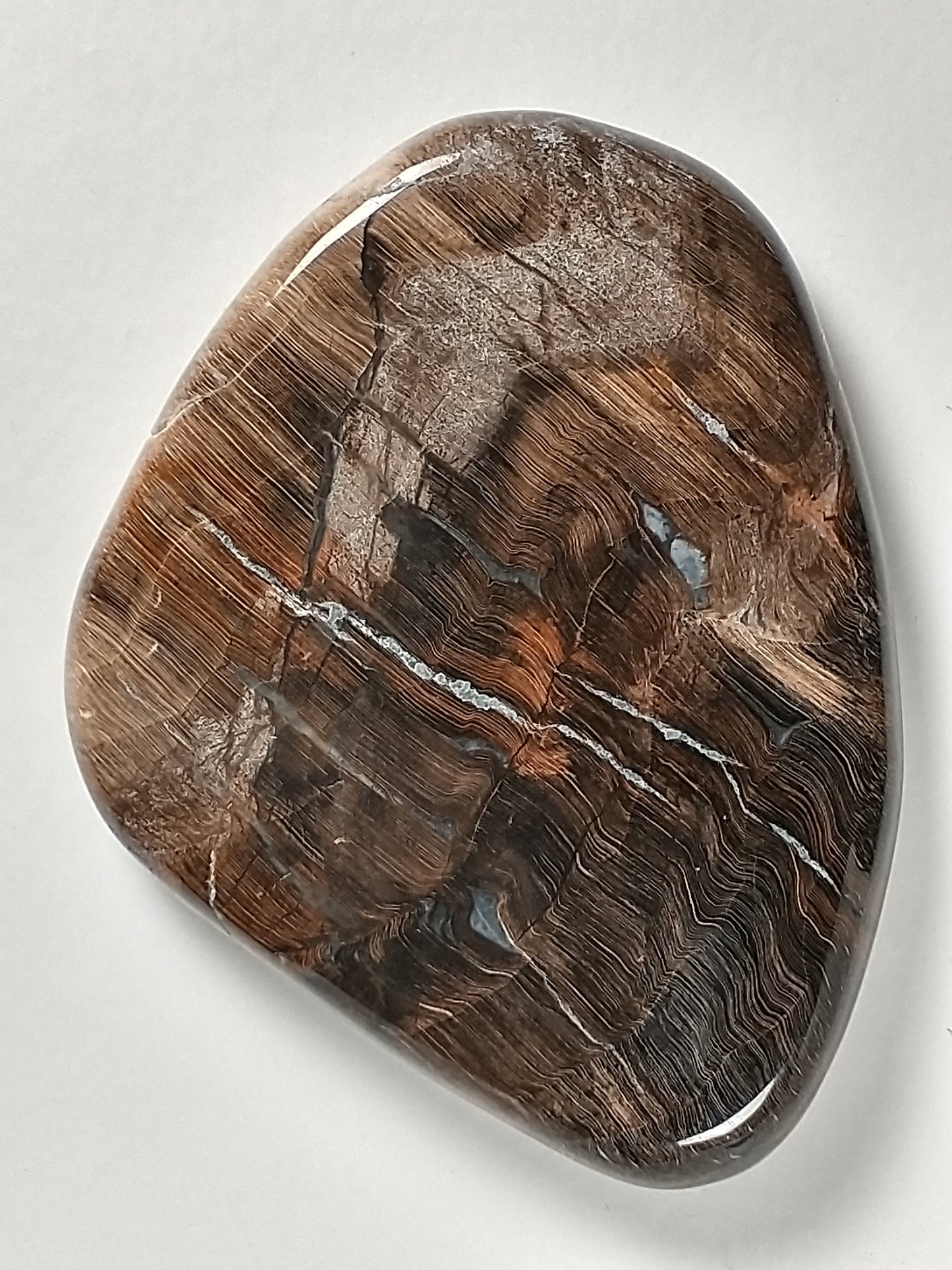 Petrified Wood Cabochon Large