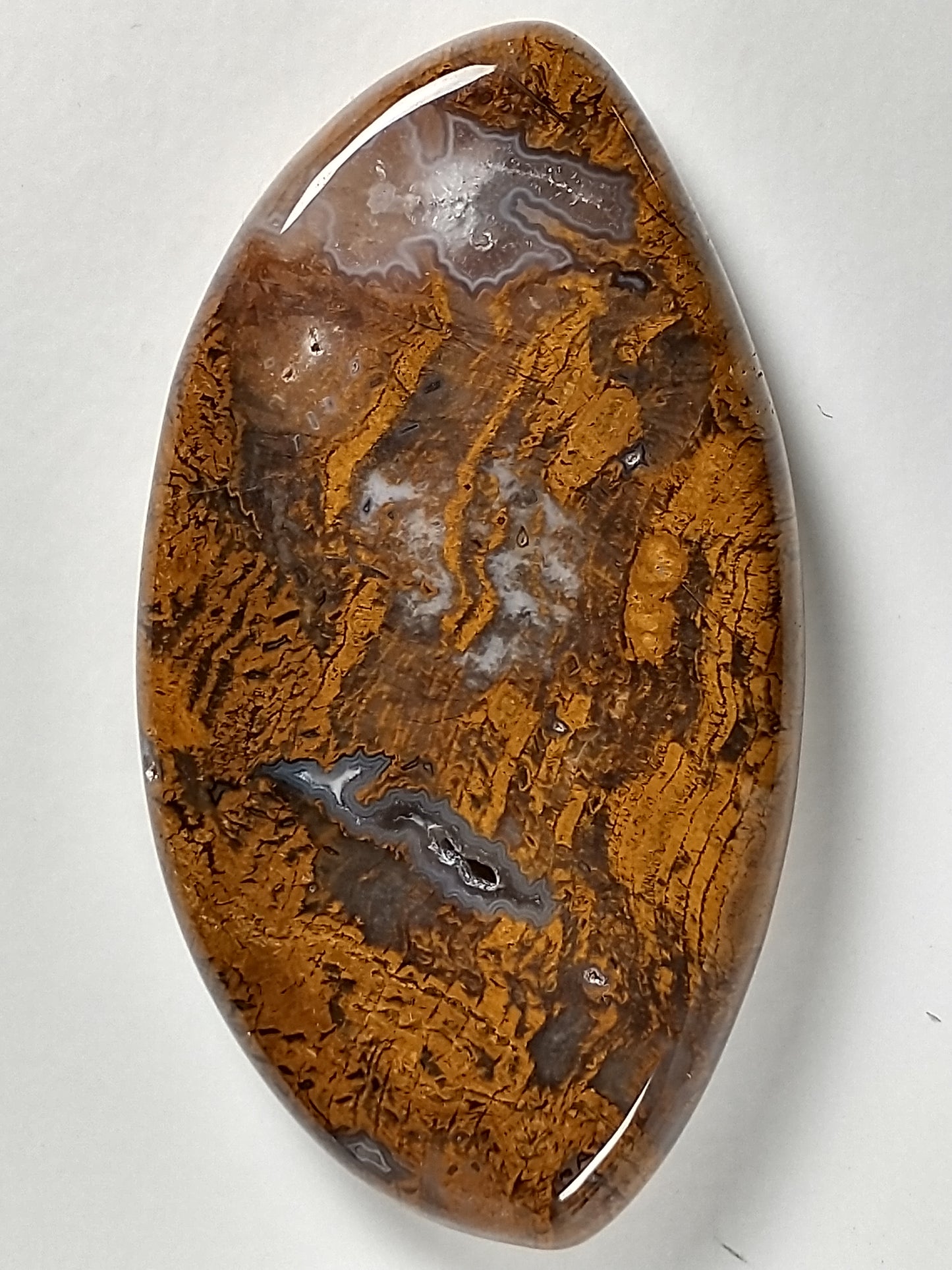 Petrified Wood Cabochon Large