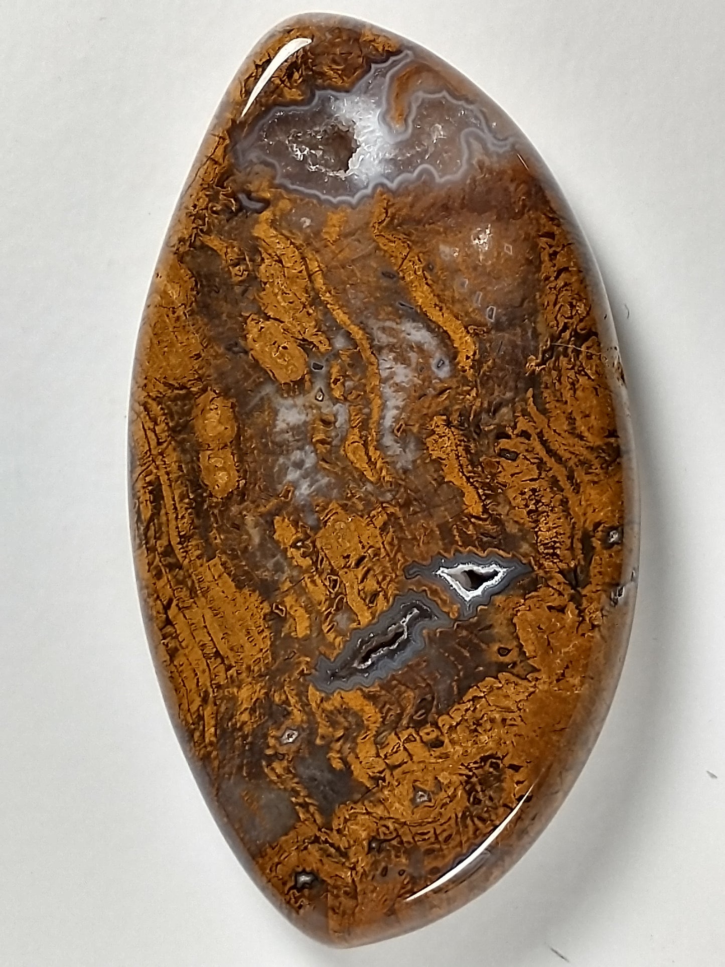 Petrified Wood Cabochon Large