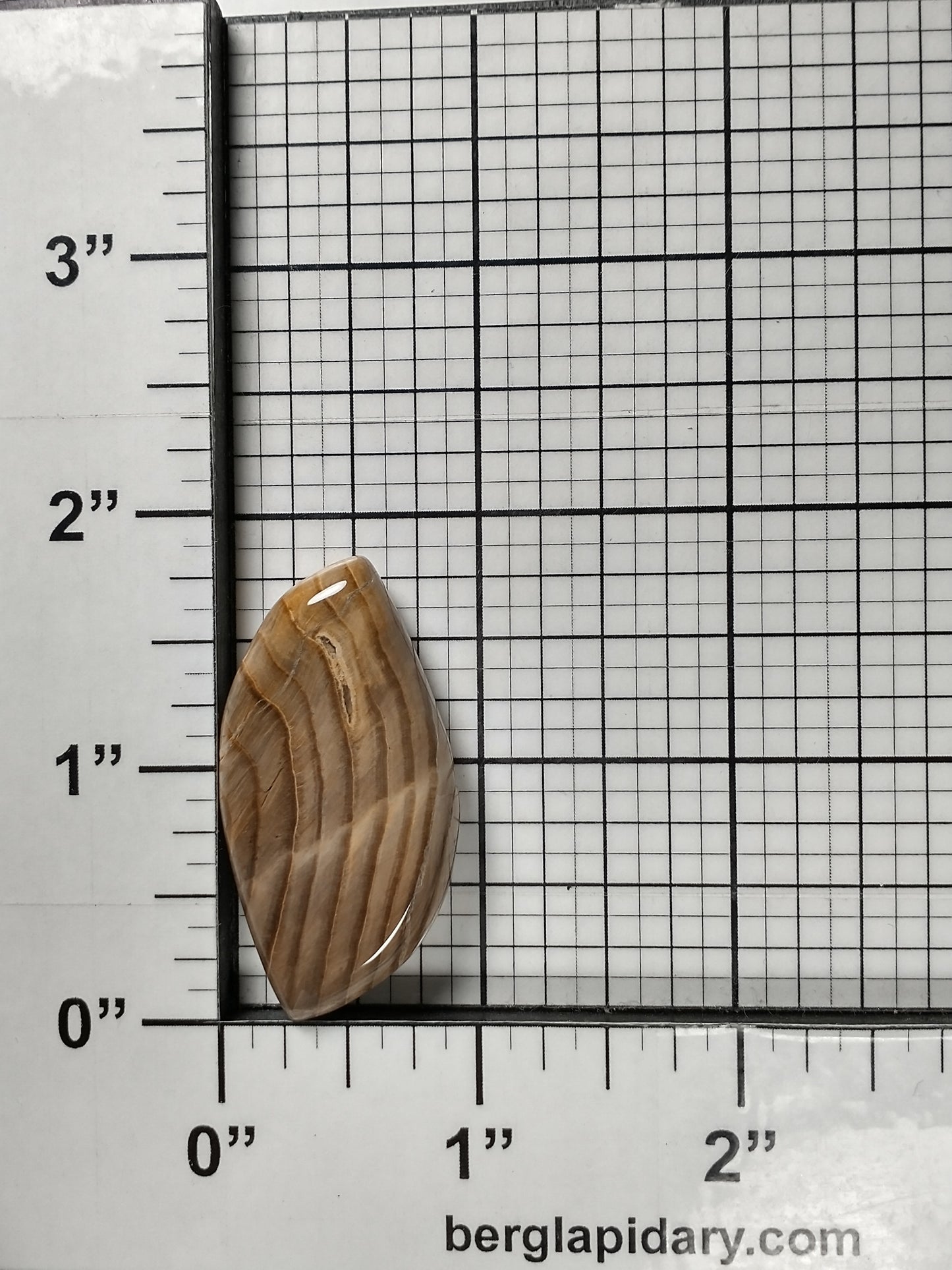 Petrified Wood Cabochon Medium