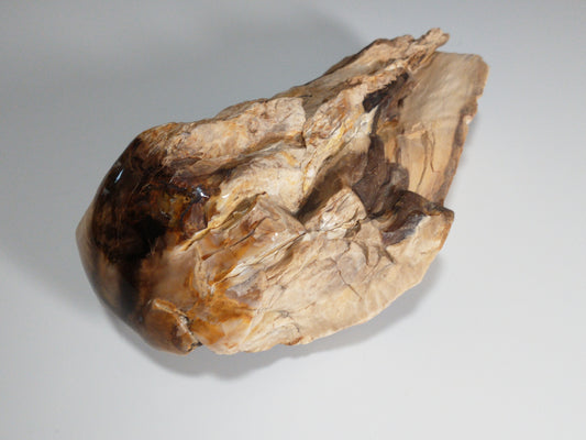 Petrified Wood Rough, Polished End, 2.8 lbs