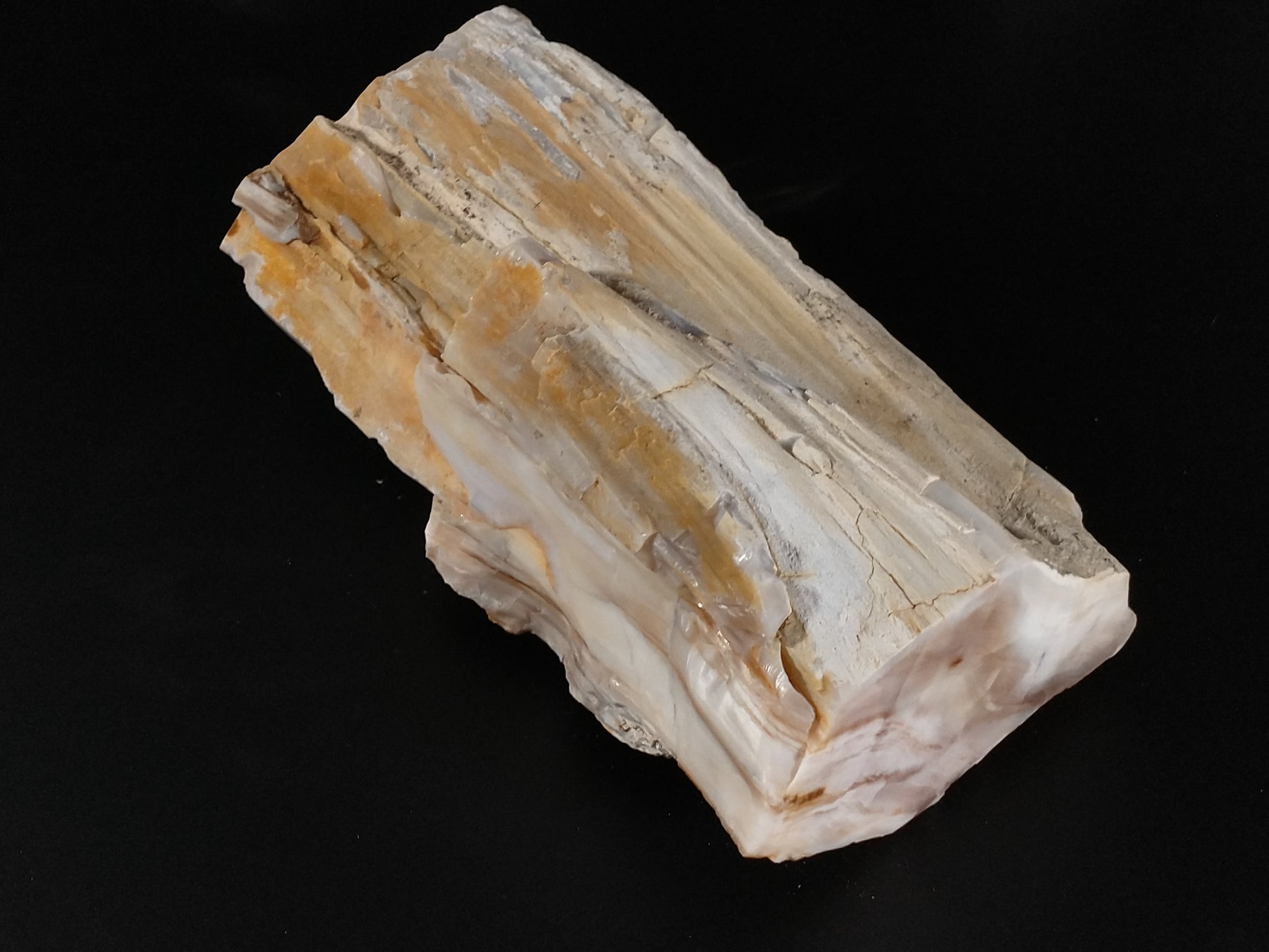 Petrified Wood Rough, Polished Ends, 4.9 lbs