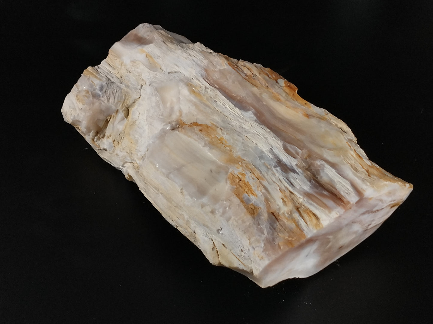 Petrified Wood Rough, Polished Ends, 4.9 lbs