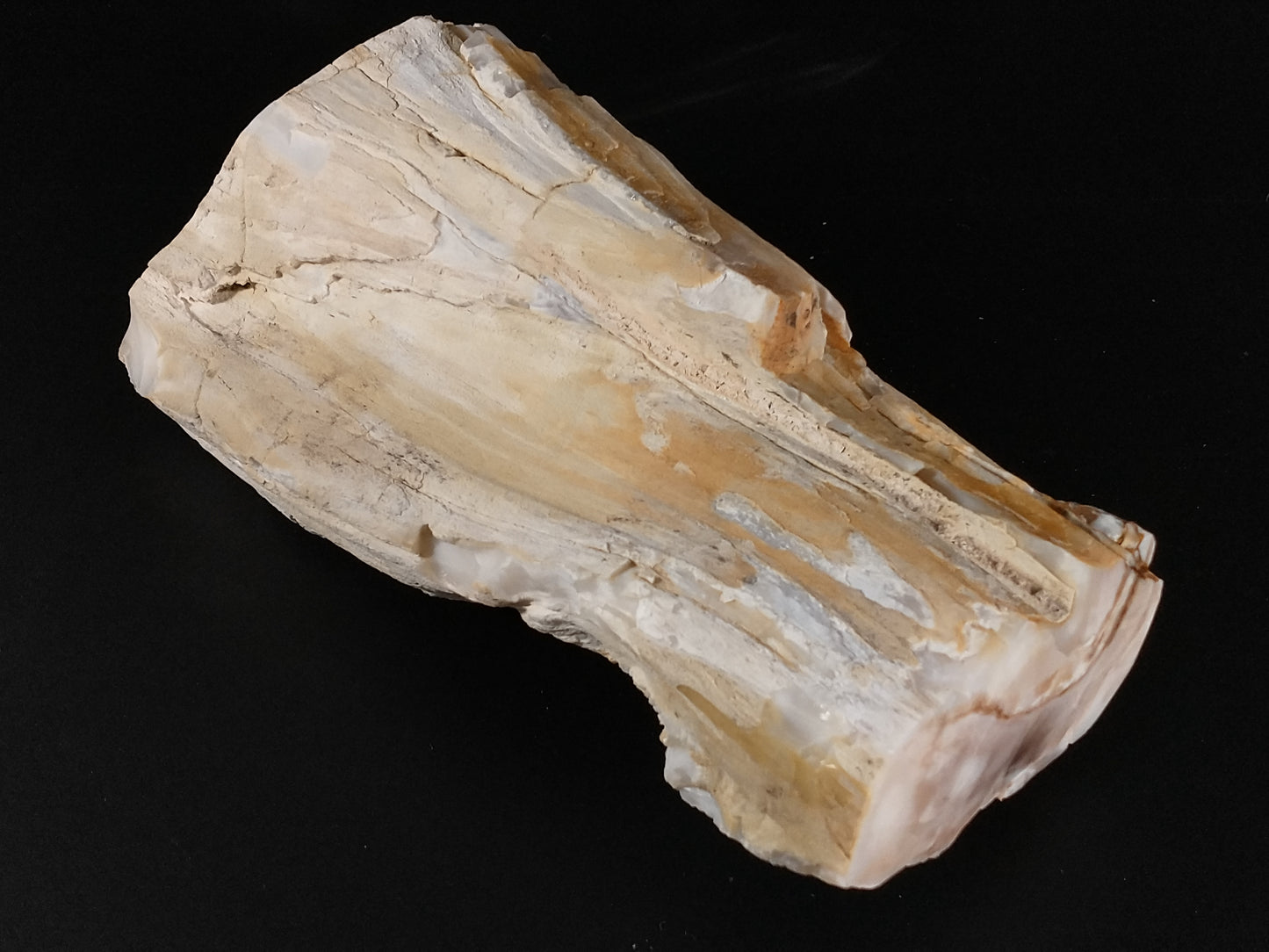 Petrified Wood Rough, Polished Ends, 4.9 lbs