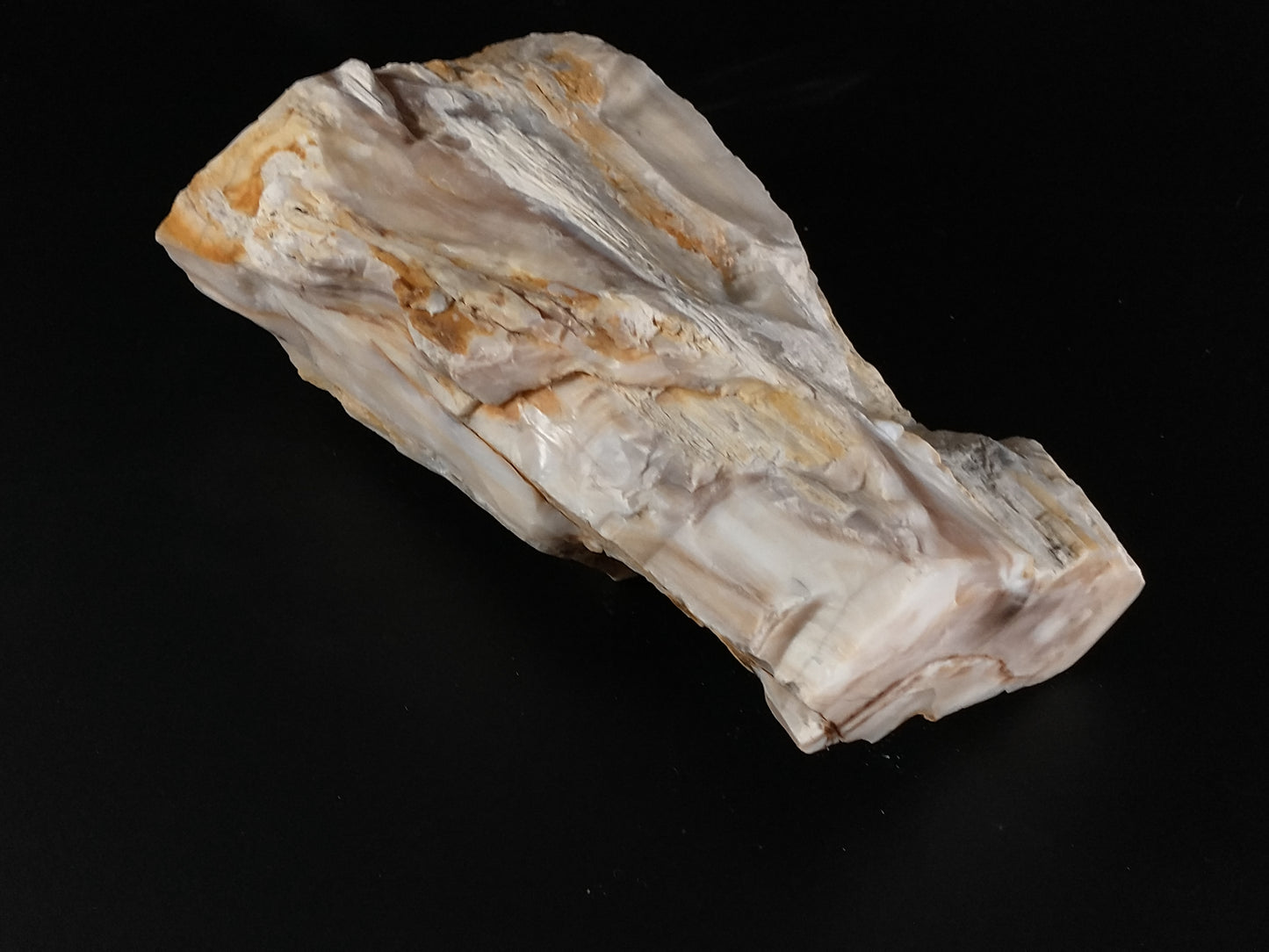 Petrified Wood Rough, Polished Ends, 4.9 lbs