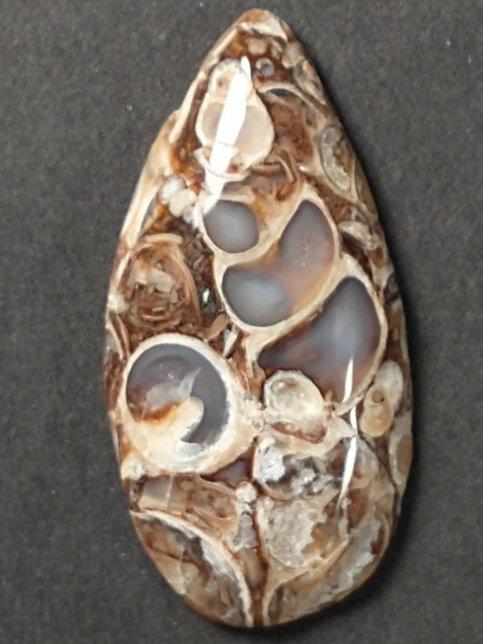 Turritella Agate Fossil Cabochon Small