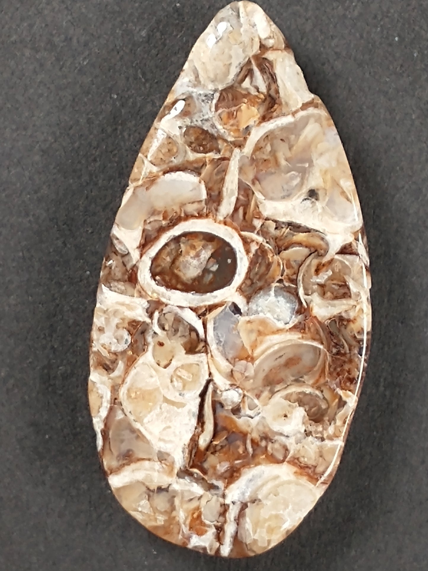 Turritella Agate Fossil Cabochon Small