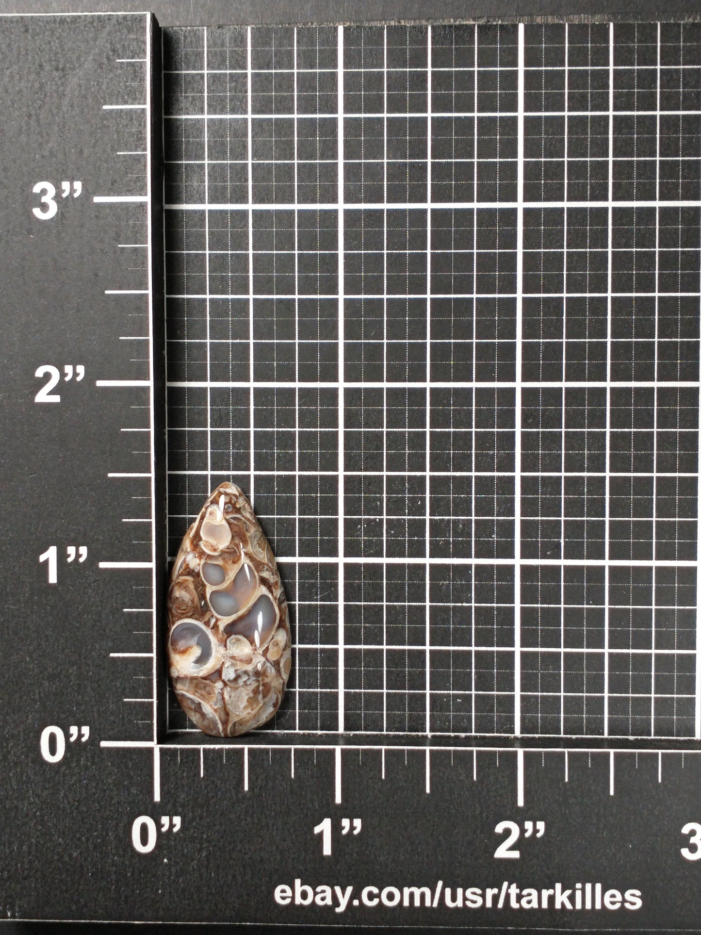 Turritella Agate Fossil Cabochon Small