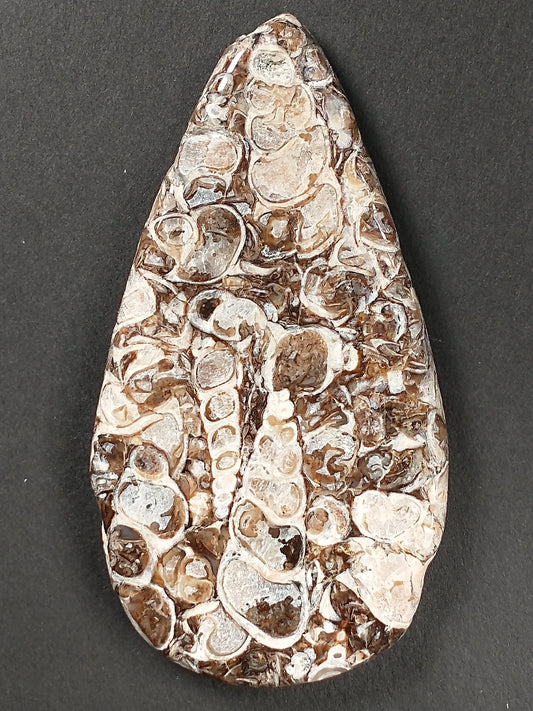 Turritella Agate Fossil Cabochon X Large