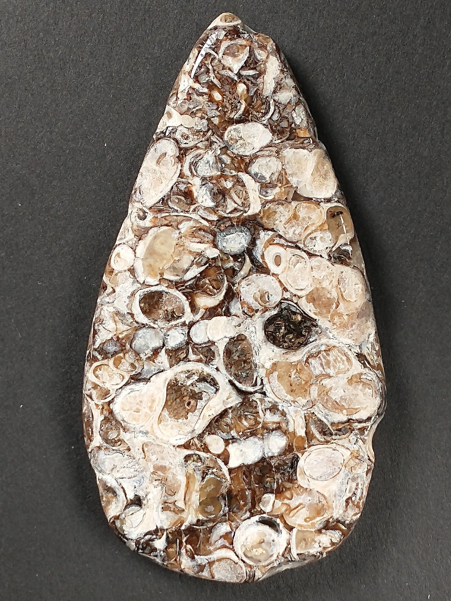 Turritella Agate Fossil Cabochon X Large