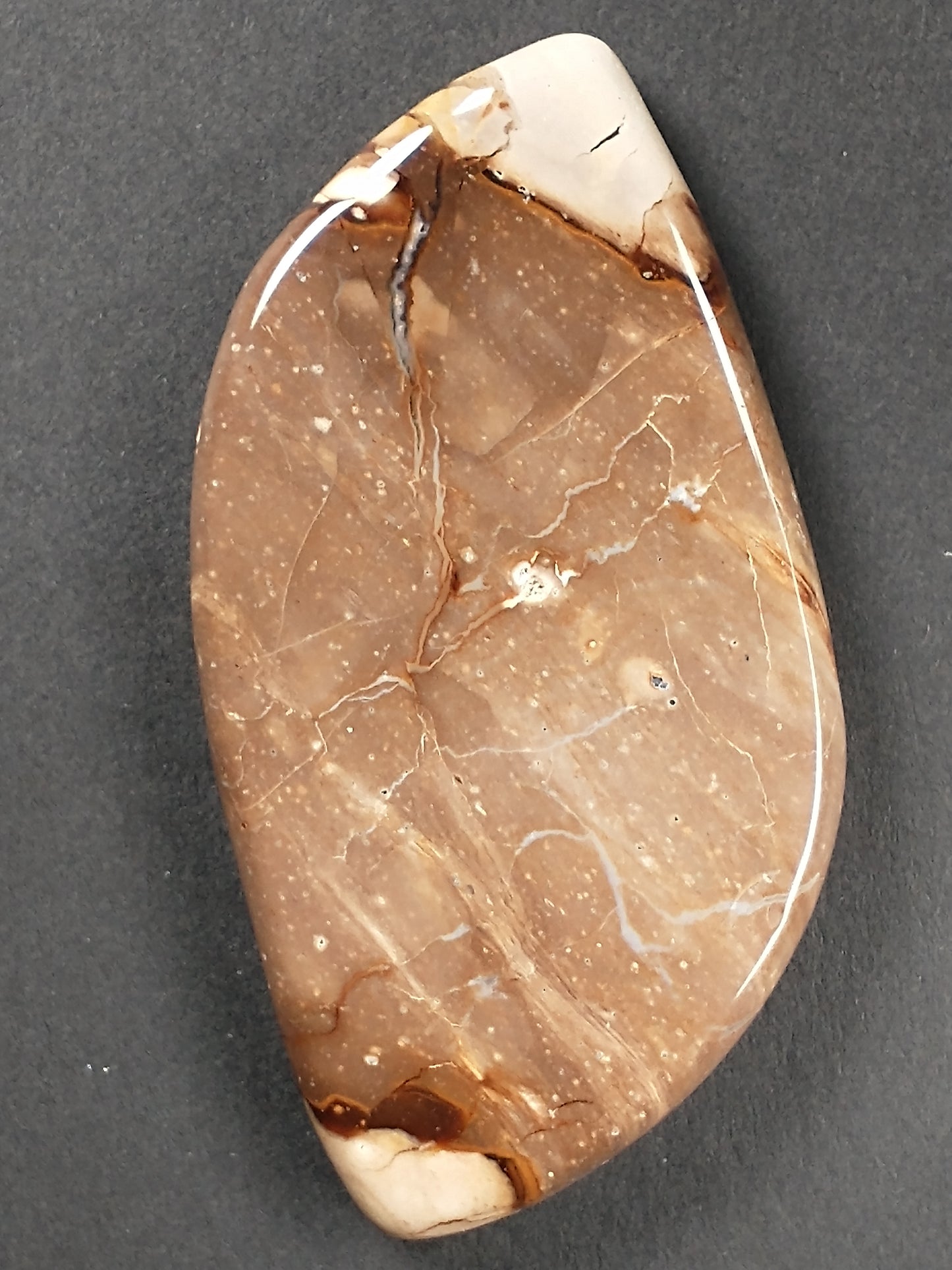 Petrified Wood Cabochon Large