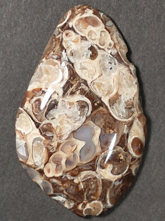 Turritella Agate Fossil Cabochon Medium