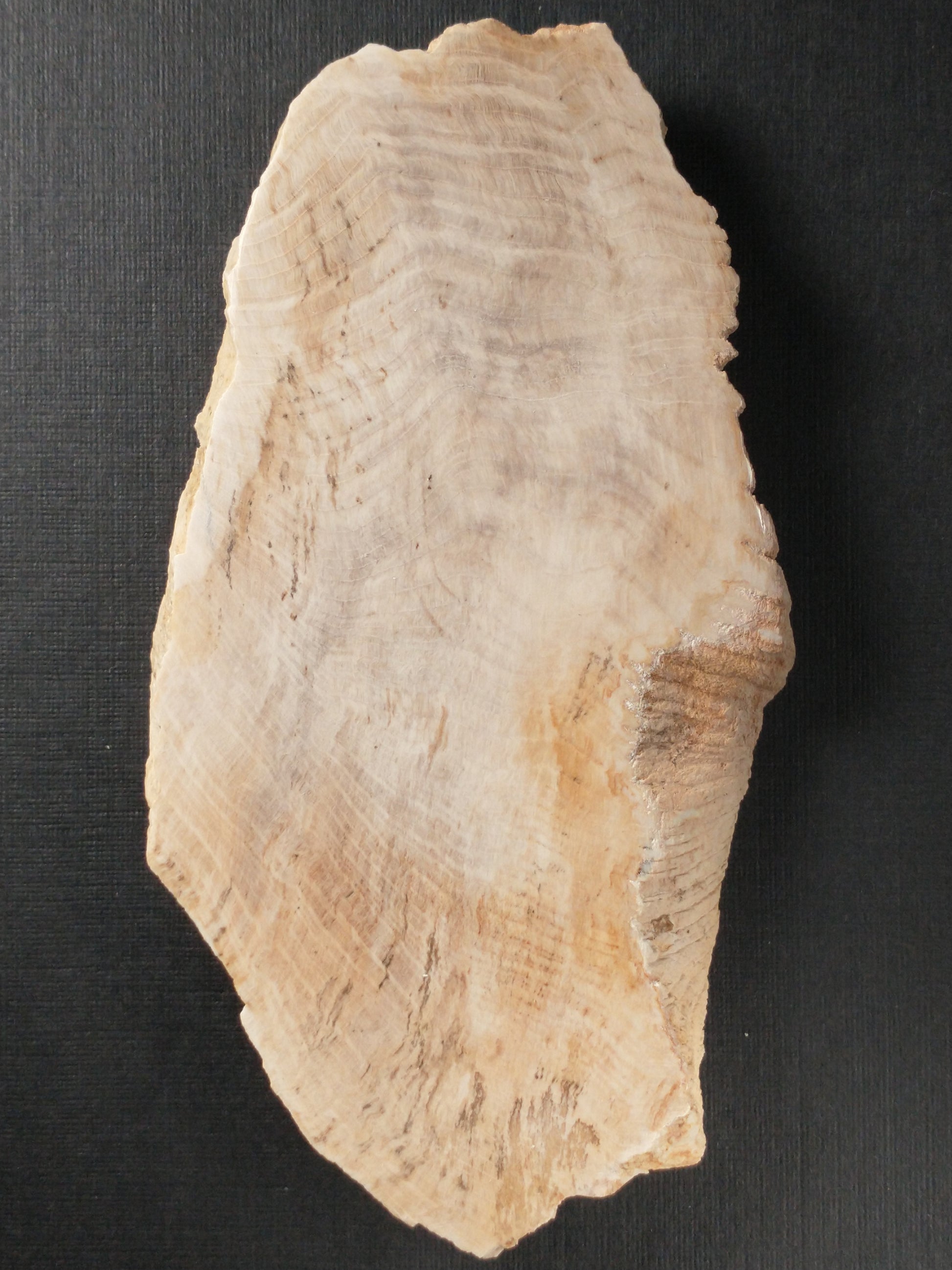 Petrified Wood Slab, Polished Side, 4 inch