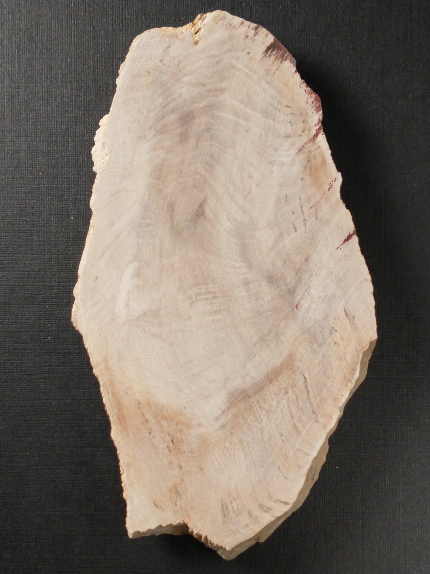 Petrified Wood Slab, Polished Side, 4 inch