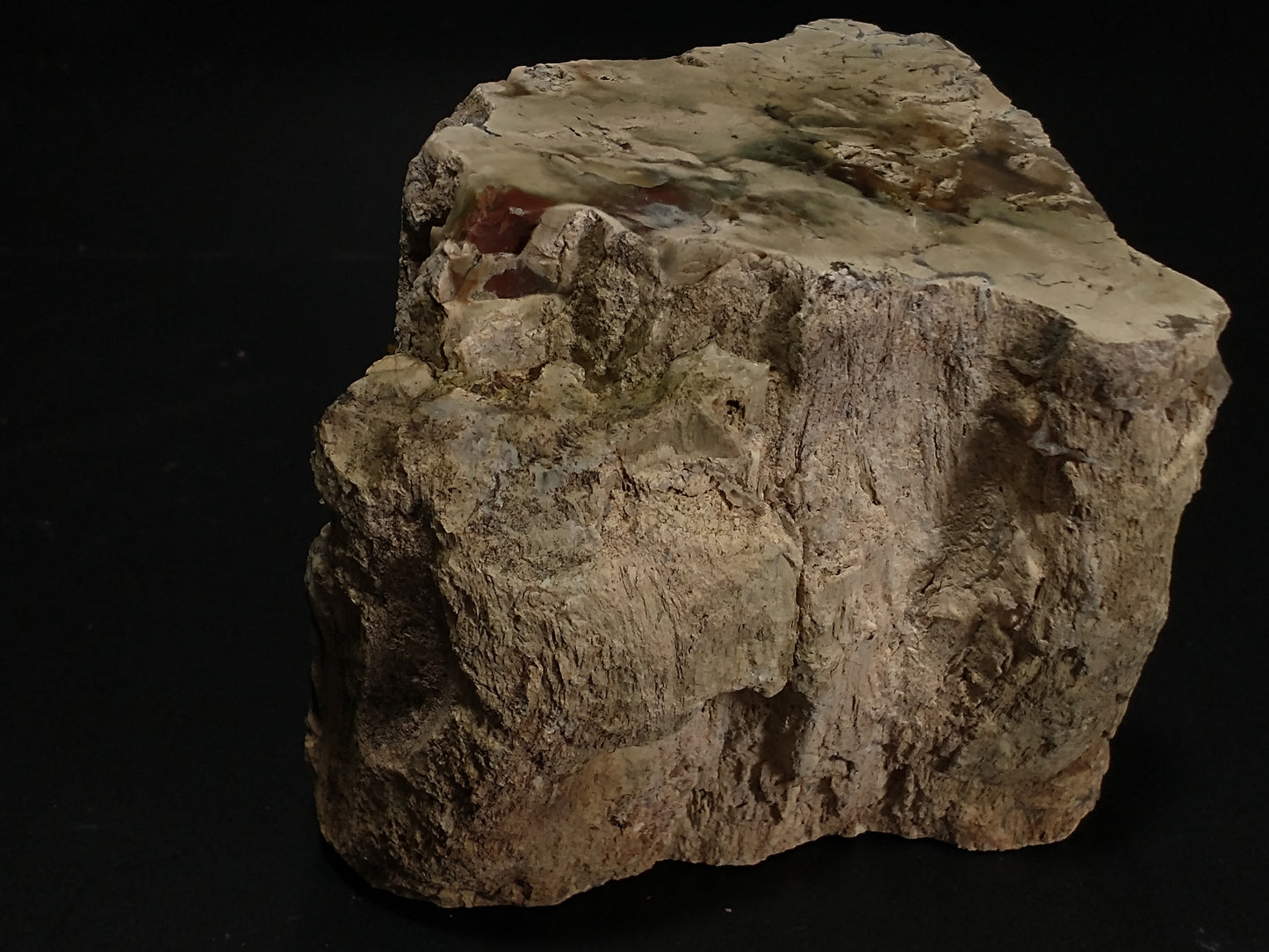 Petrified Wood Rough, Polished Ends, 1.8 lbs