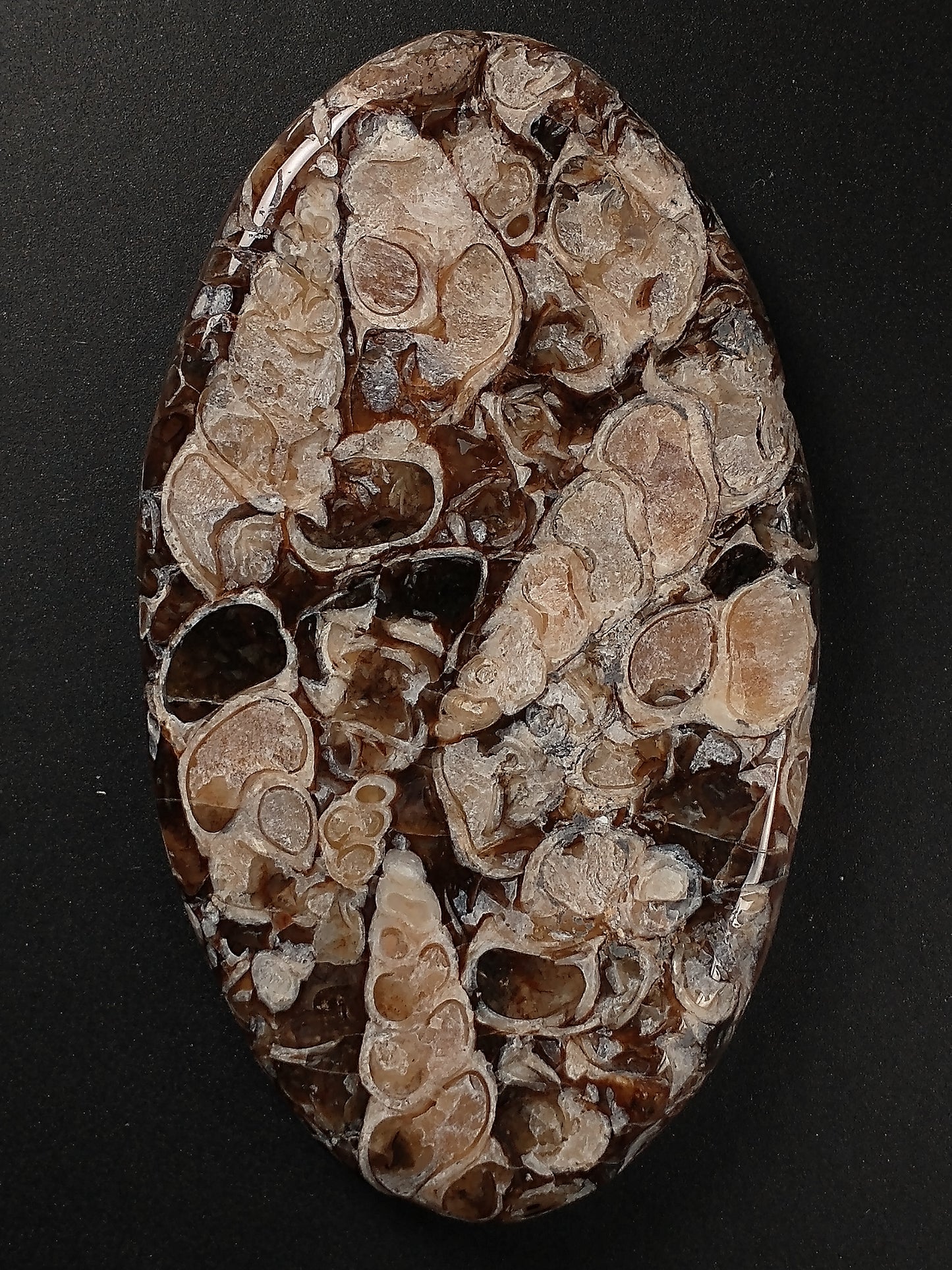 Turritella Agate Fossil Cabochon X Large