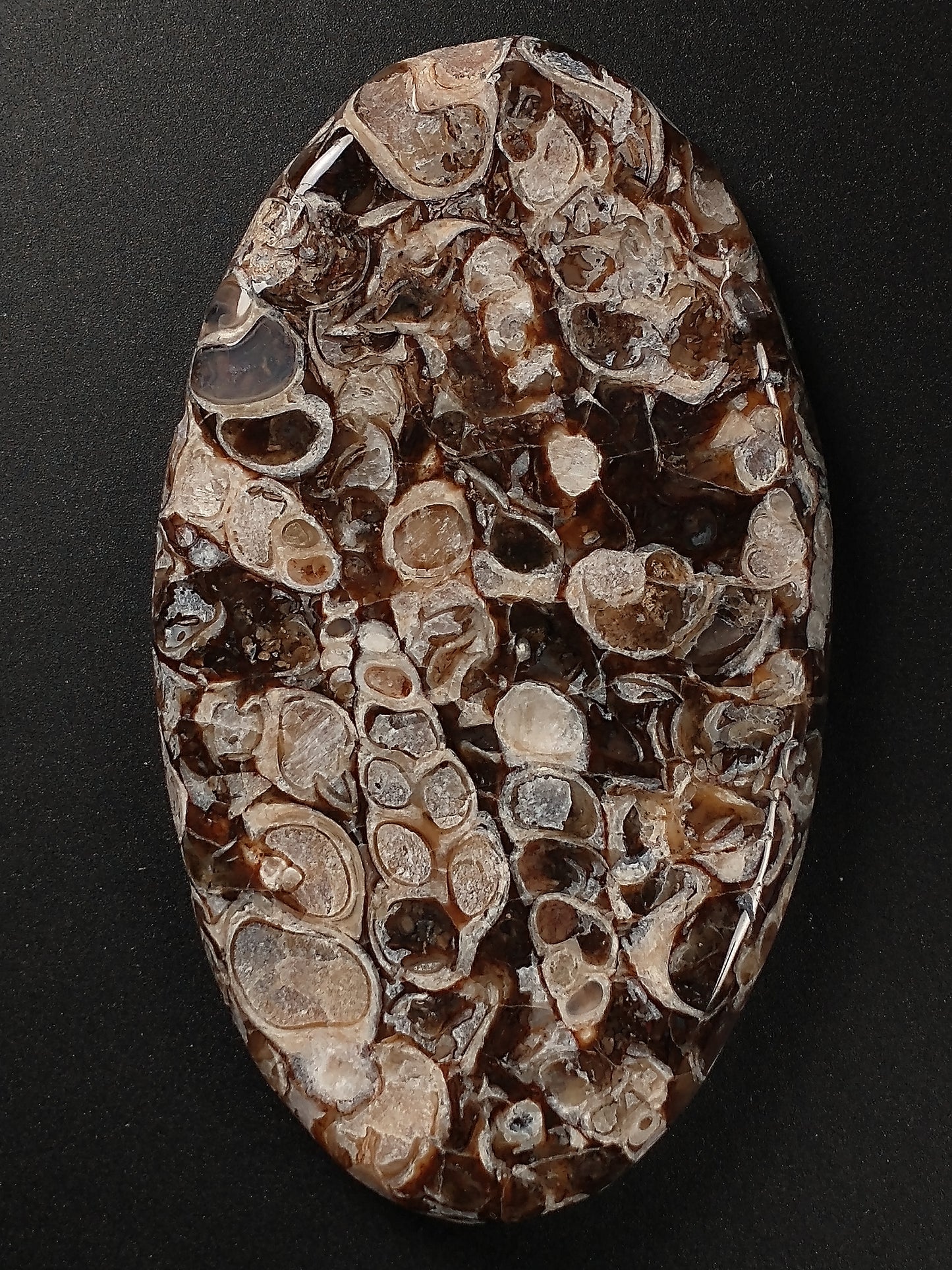 Turritella Agate Fossil Cabochon X Large