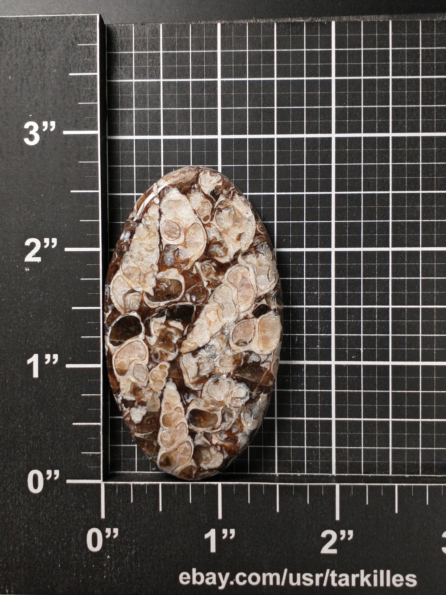 Turritella Agate Fossil Cabochon X Large