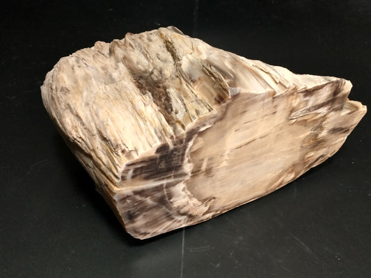 Petrified Wood Rough, Polished End, 4.6 lbs