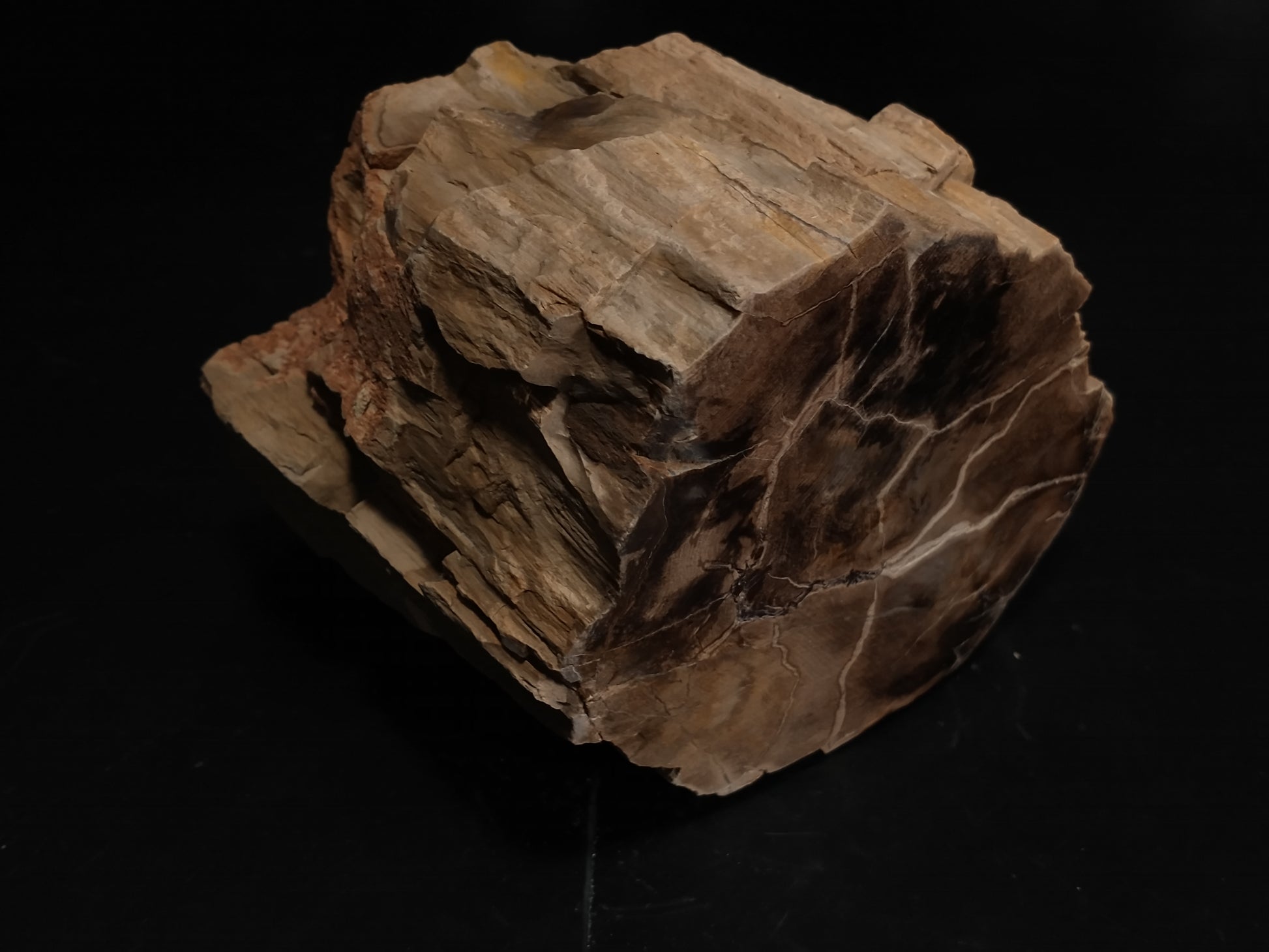 Petrified Wood Rough, Polished End, 4.2 lbs