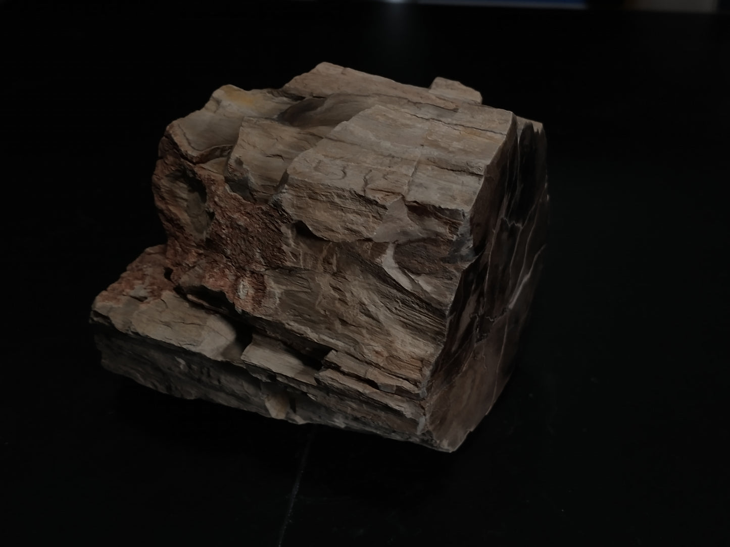 Petrified Wood Rough, Polished End, 4.2 lbs