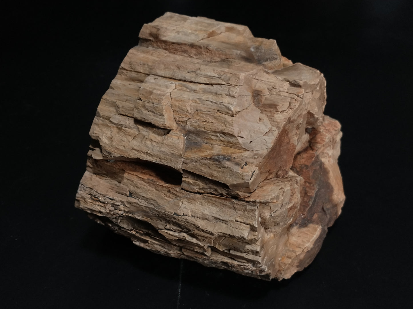 Petrified Wood Rough, Polished End, 4.2 lbs