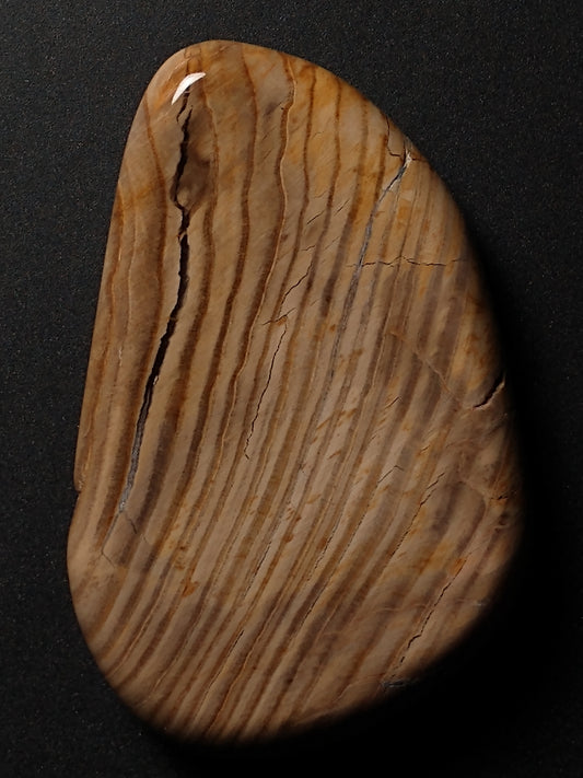 Petrified Wood Cabochon Medium