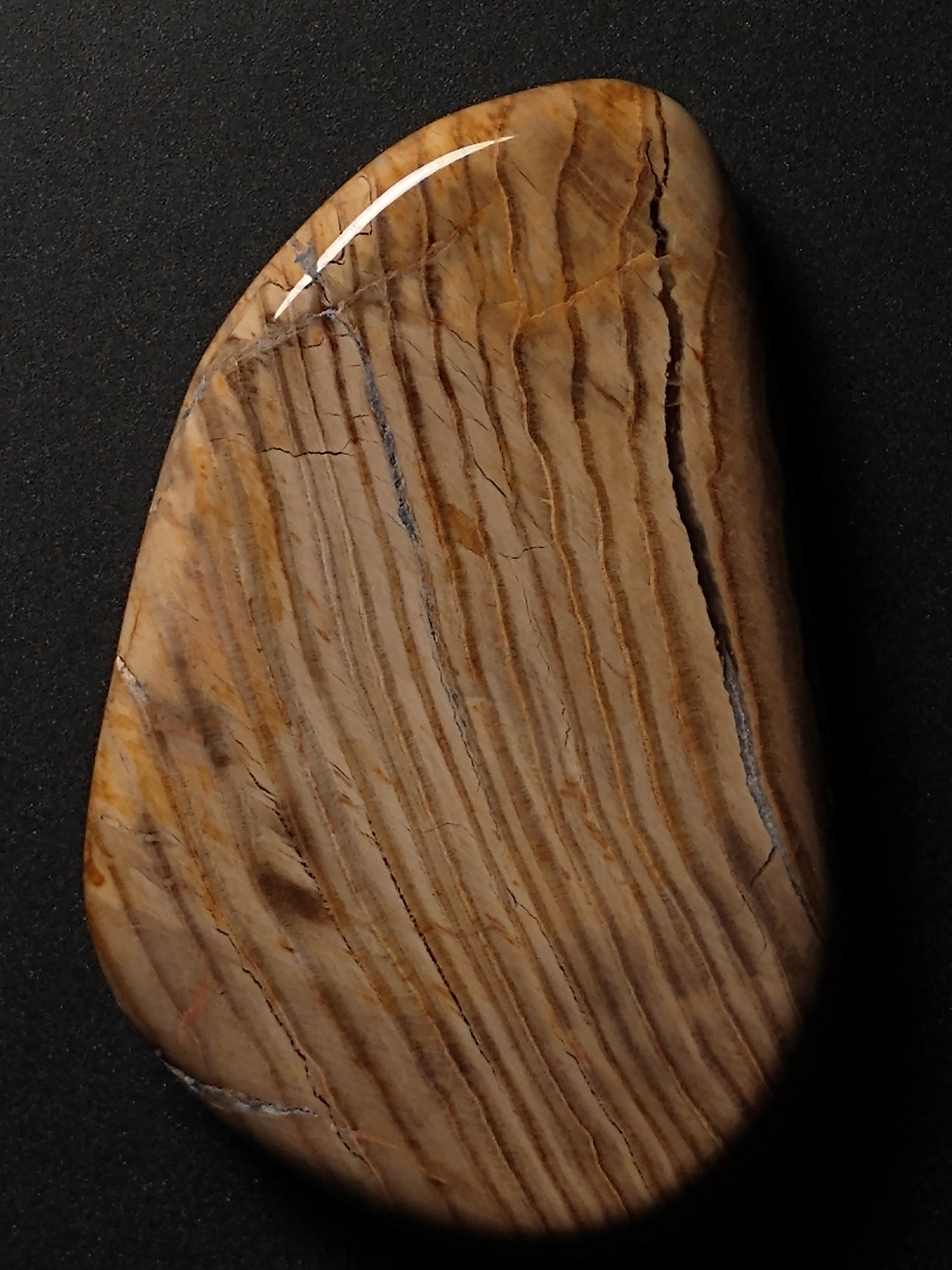 Petrified Wood Cabochon Medium