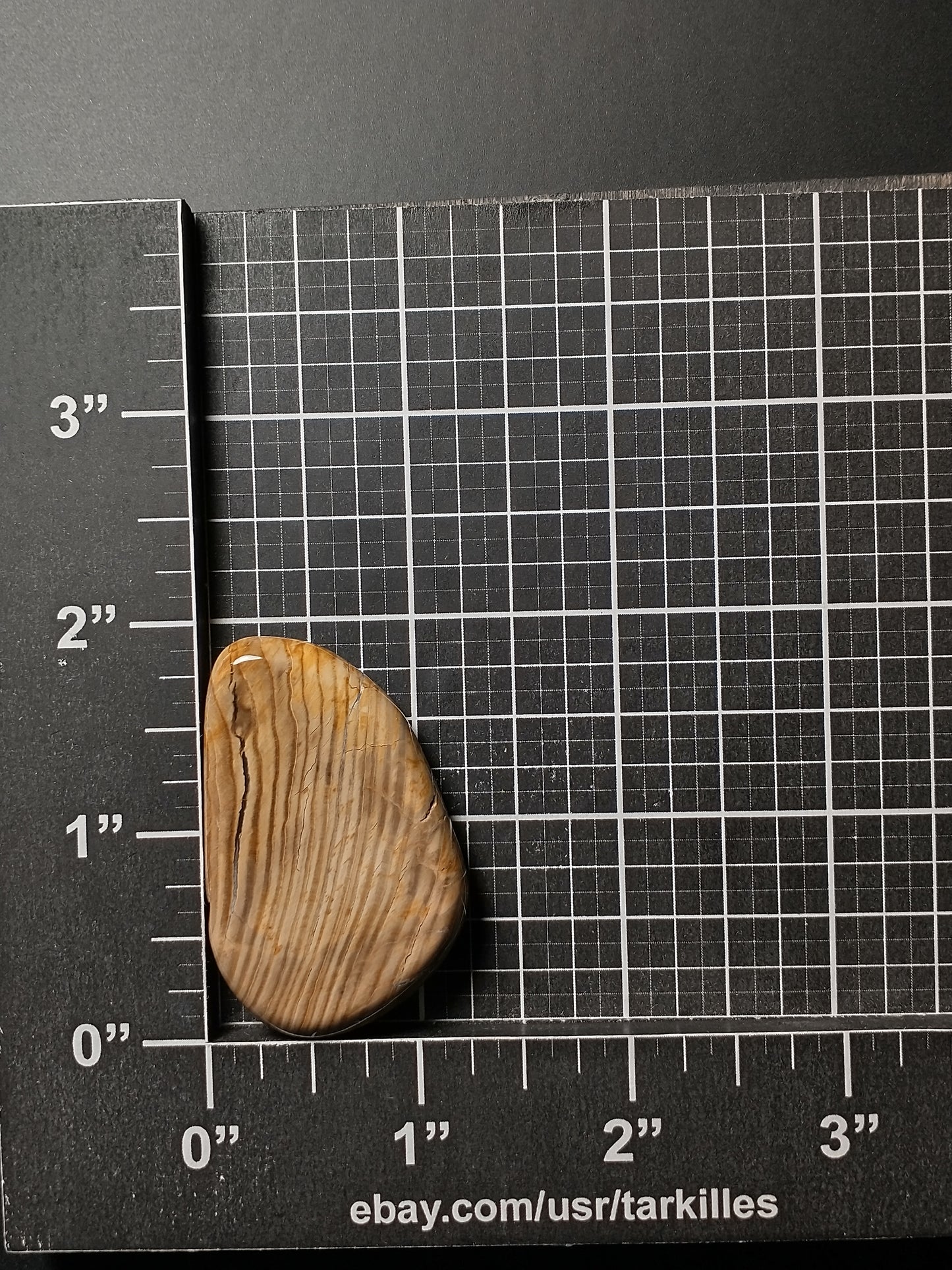 Petrified Wood Cabochon Medium