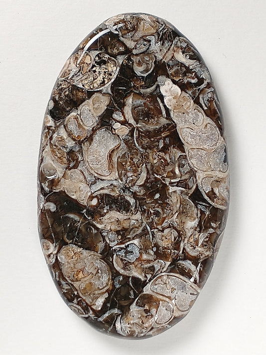 Turritella Agate Fossil Cabochon X Large