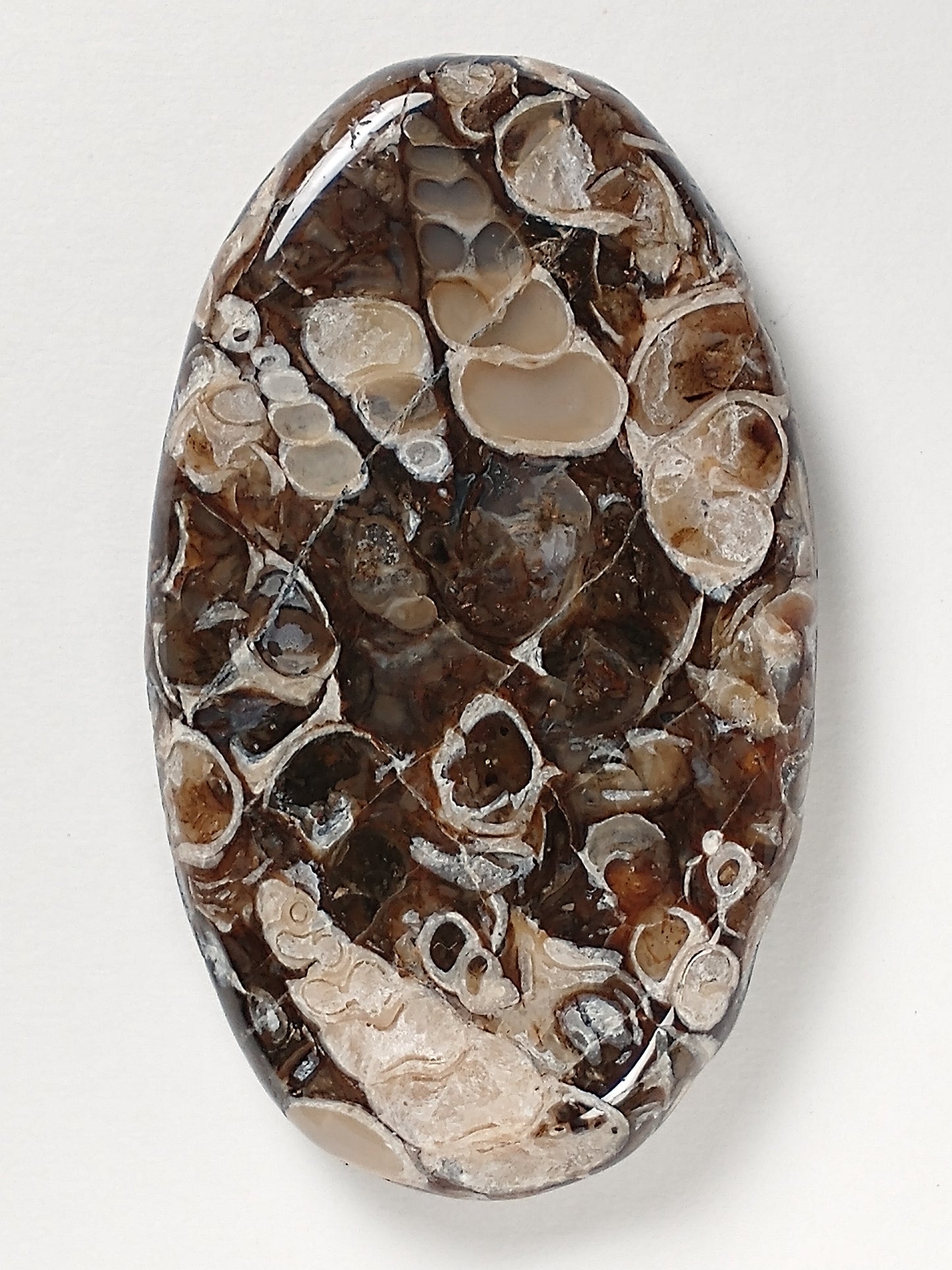 Turritella Agate Fossil Cabochon Large