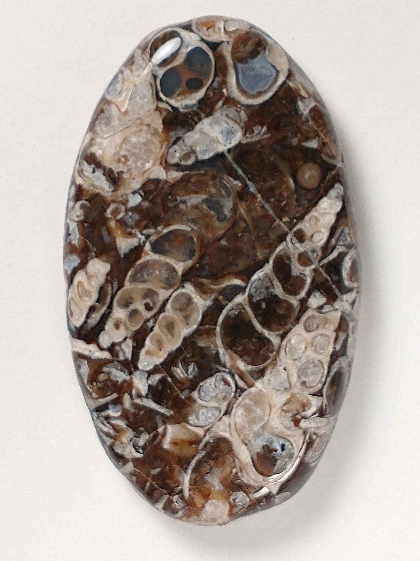 Turritella Agate Fossil Cabochon Large