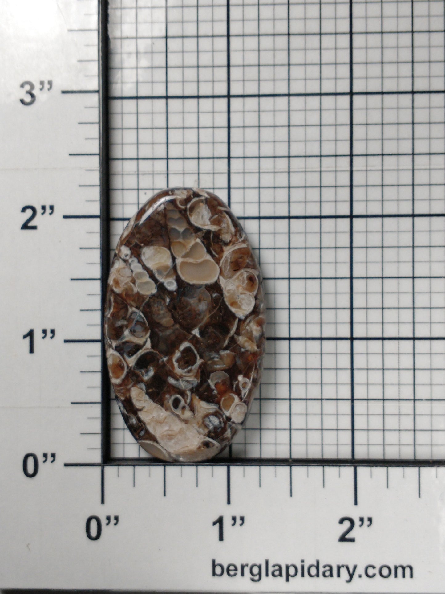 Turritella Agate Fossil Cabochon Large