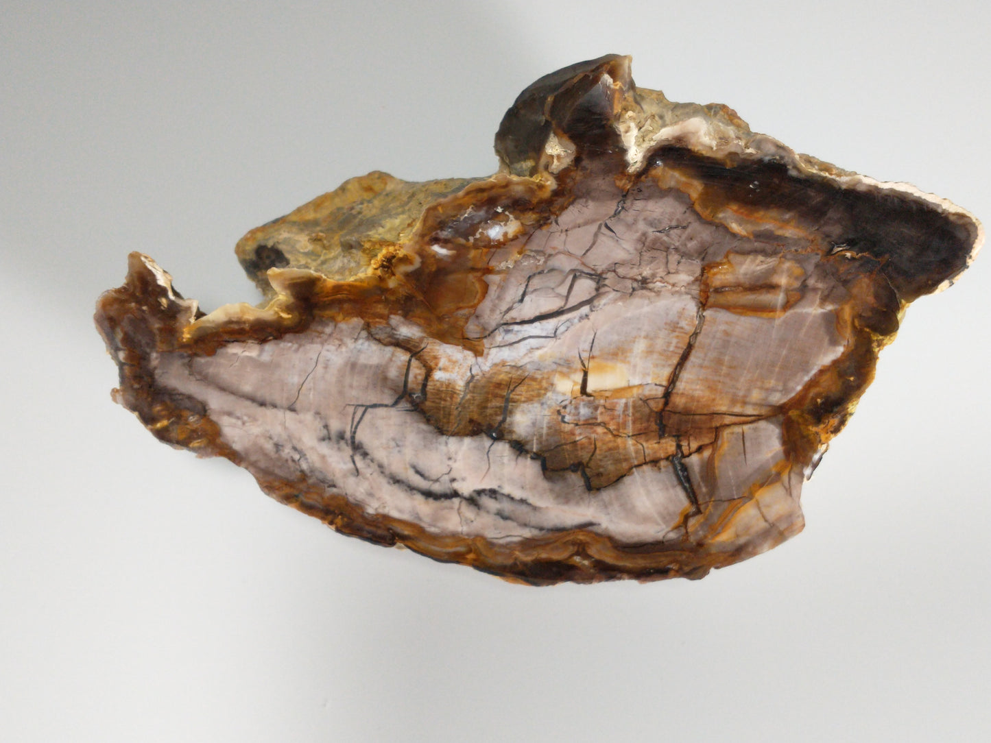 Petrified Wood Rough, Polished End, 4.5 lbs